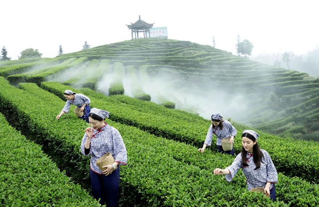 全省春茶采摘陆续拉开序幕 纳溪茶区抢“鲜”摘下早春第一芽