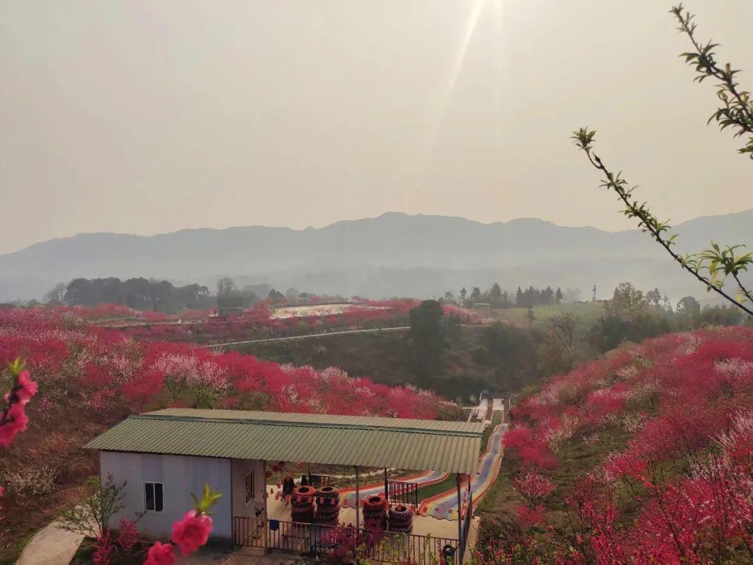 泸州三月赏花攻略 千亩桃花林 汉服入园免门票！