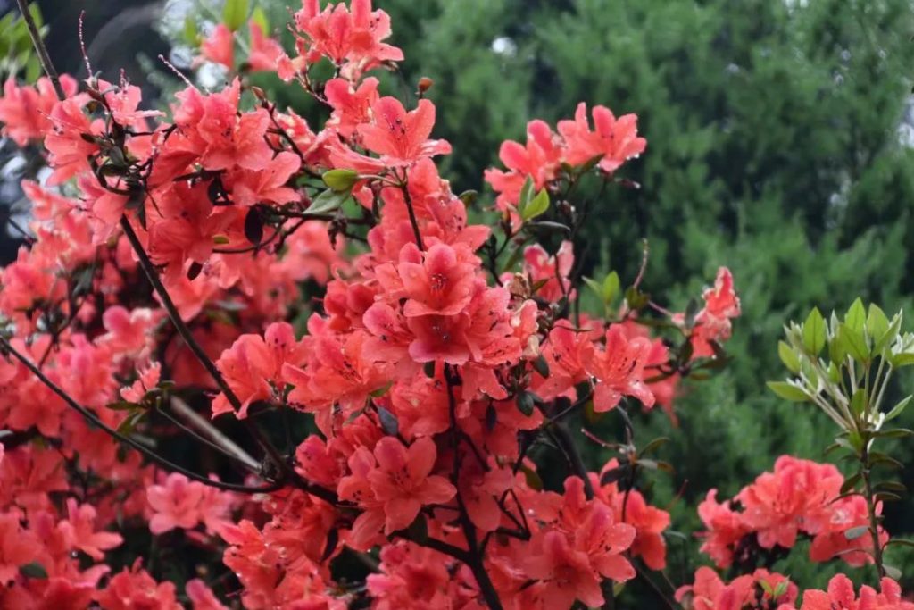 古蔺踏青赏花地图出炉 赶紧约起！