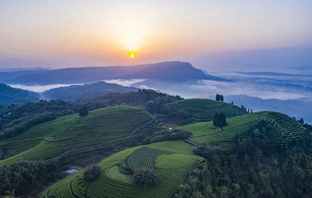 纳溪区早茶基地（马光焱  摄）