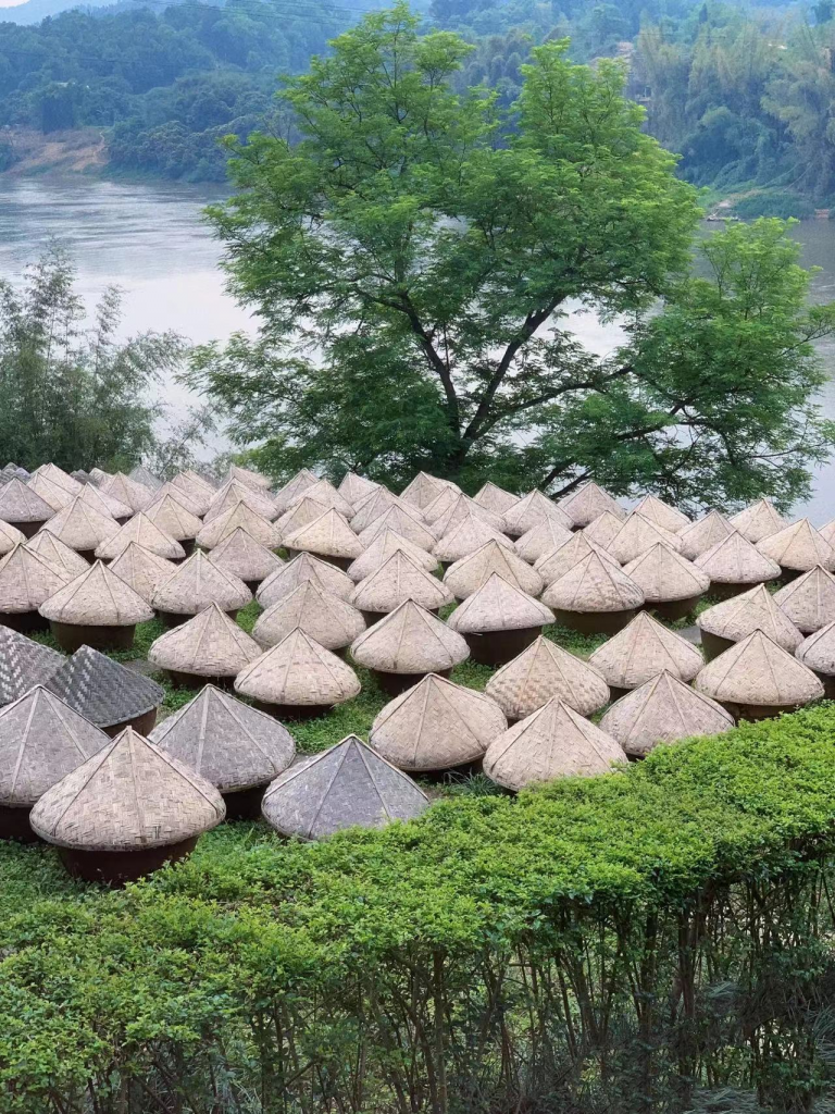 树蛙部落·泸州长江畔 | 溯游从之，住进江山画卷