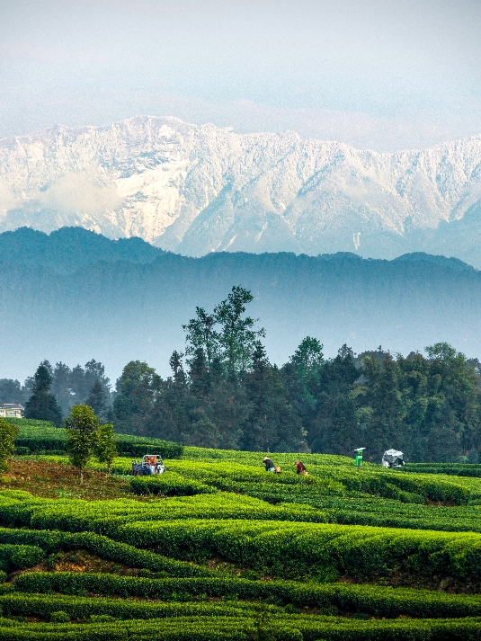雅安名山，一座被低估的千年文化茶乡