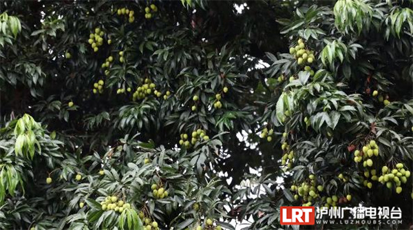 树龄超1000年 泸州合江这棵“荔枝王”年年挂果