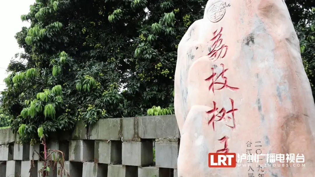 树龄超1000年 泸州合江这棵“荔枝王”年年挂果