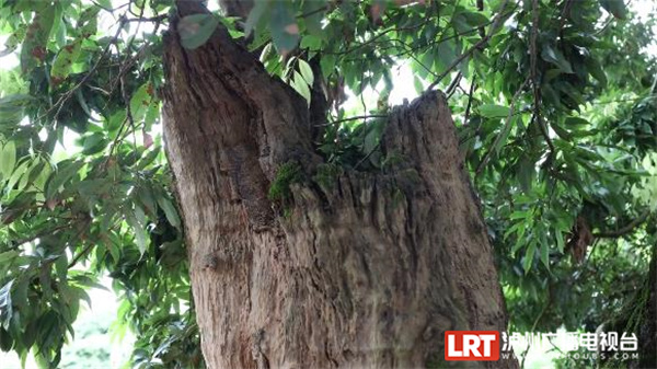 树龄超1000年 泸州合江这棵“荔枝王”年年挂果