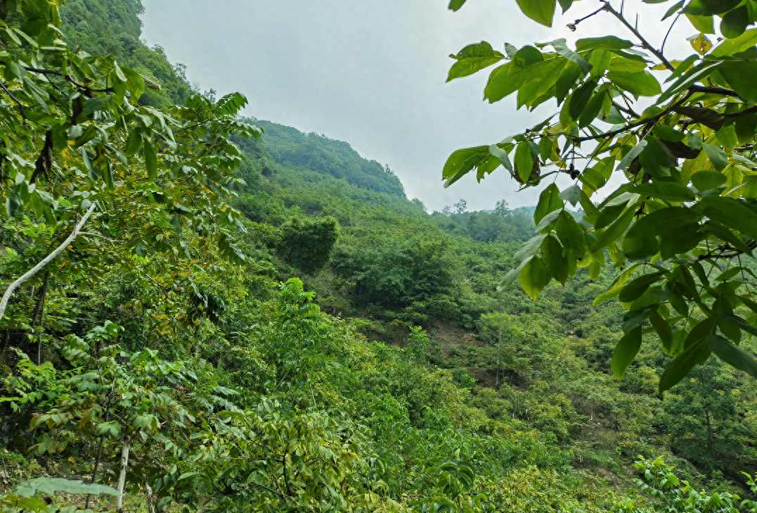绵阳平武最好吃的“山货”当然是它！赶紧尝鲜巴适得板~
