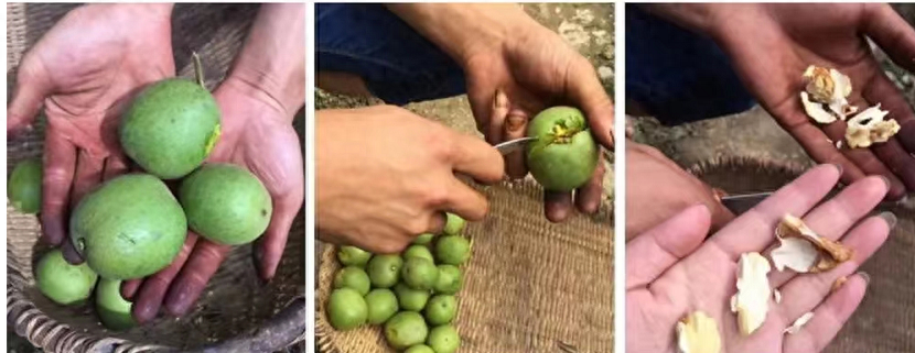 绵阳平武最好吃的“山货”当然是它！赶紧尝鲜巴适得板~