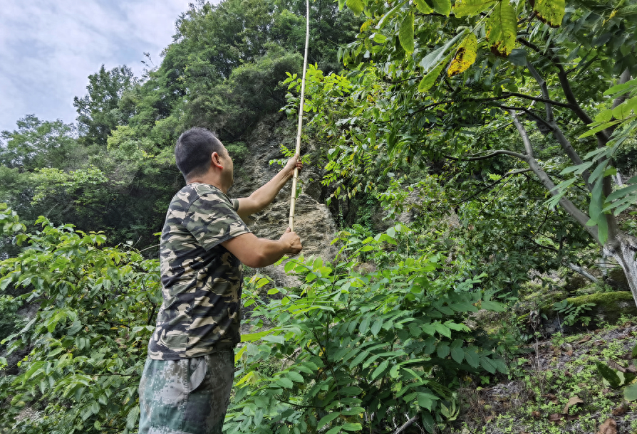 绵阳平武最好吃的“山货”当然是它！赶紧尝鲜巴适得板~