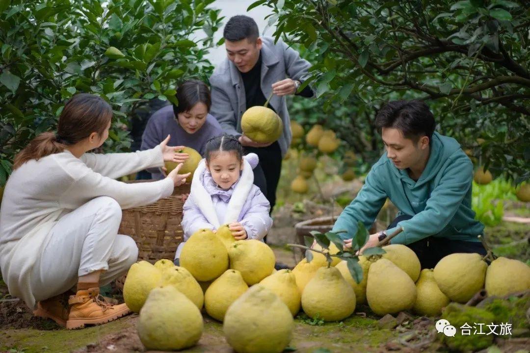 这个丰收季，合江真龙柚已悄悄咪咪上线了！