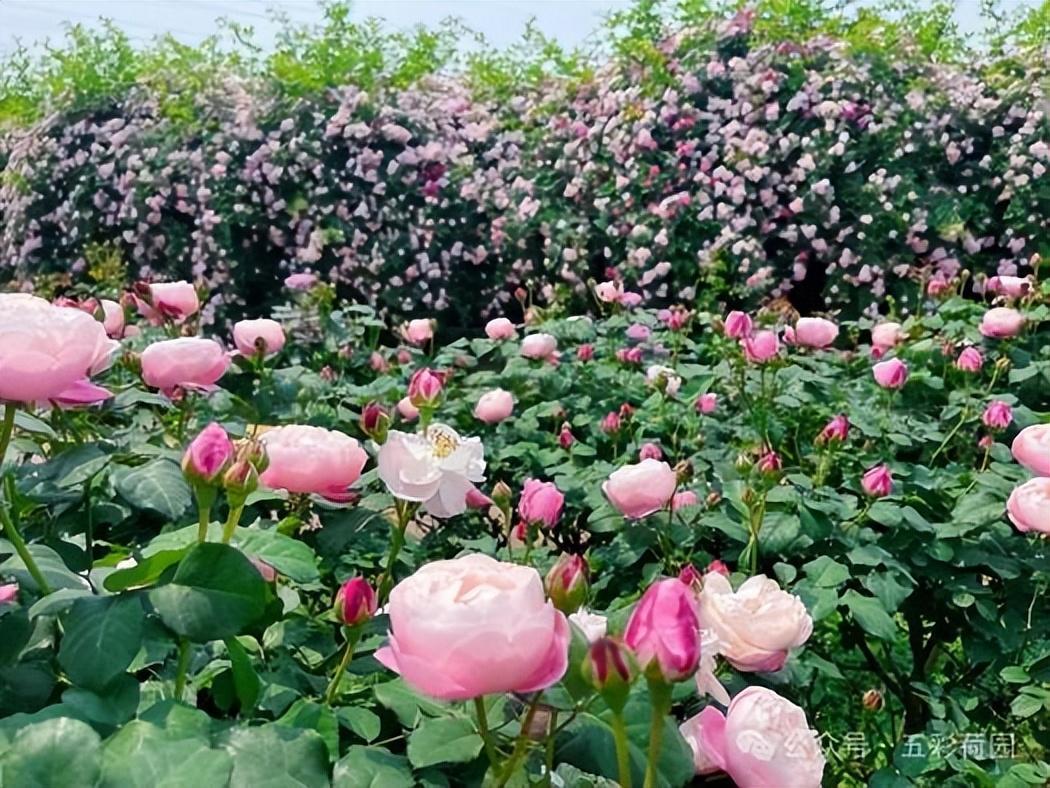 自贡这个地方的蔷薇花娇艳盛开，美炸啦！