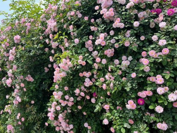 自贡这个地方的蔷薇花娇艳盛开，美炸啦！