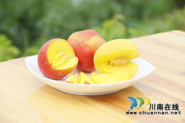 5.尖尖山家庭农场黄桃（罗兴 摄）.JPG