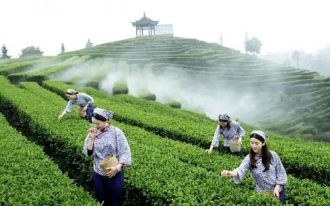 全省春茶采摘陆续拉开序幕 纳溪茶区抢“鲜”摘下早春第一芽