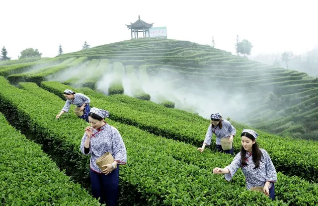 全省春茶采摘陆续拉开序幕 纳溪茶区抢“鲜”摘下早春第一芽