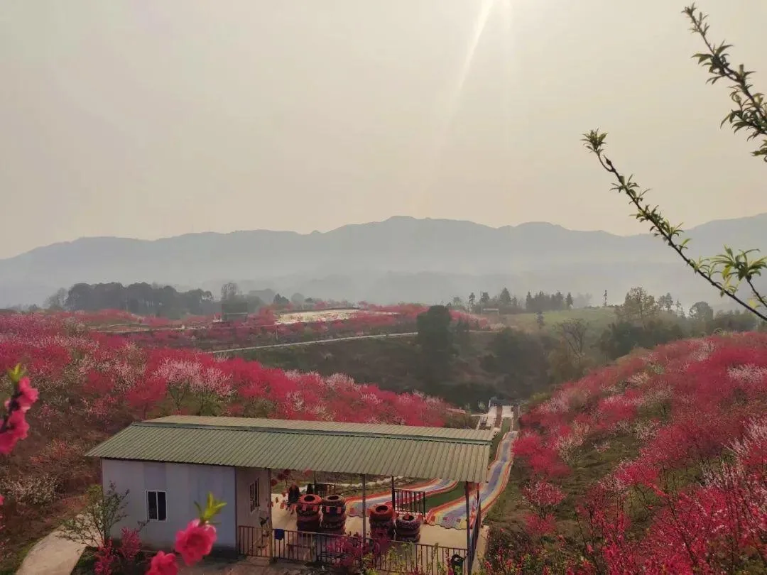 泸州三月赏花攻略 千亩桃花林 汉服入园免门票!