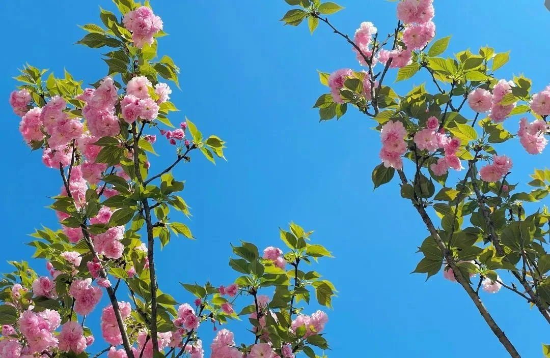 泸州三月赏花攻略 千亩桃花林 汉服入园免门票!