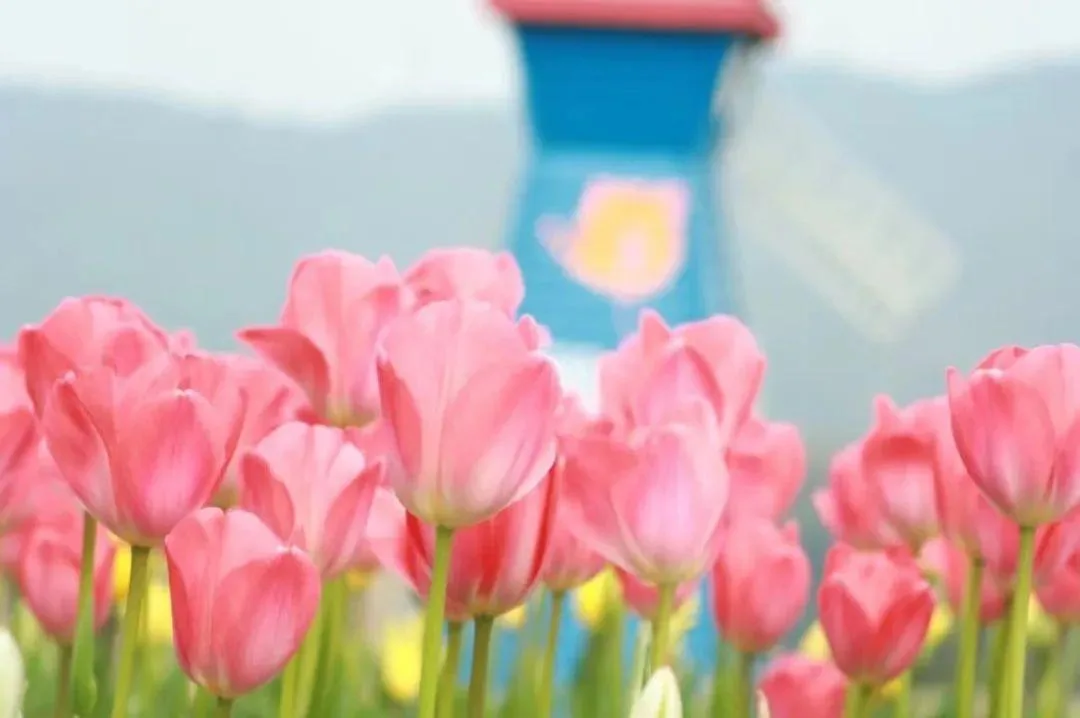 泸州三月赏花攻略 千亩桃花林 汉服入园免门票!