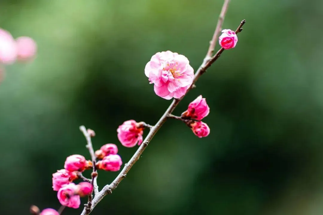 泸州三月赏花攻略 千亩桃花林 汉服入园免门票!