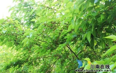 泸县天兴：“葚”是甜蜜！这里的桑葚熟啦，等你来摘！