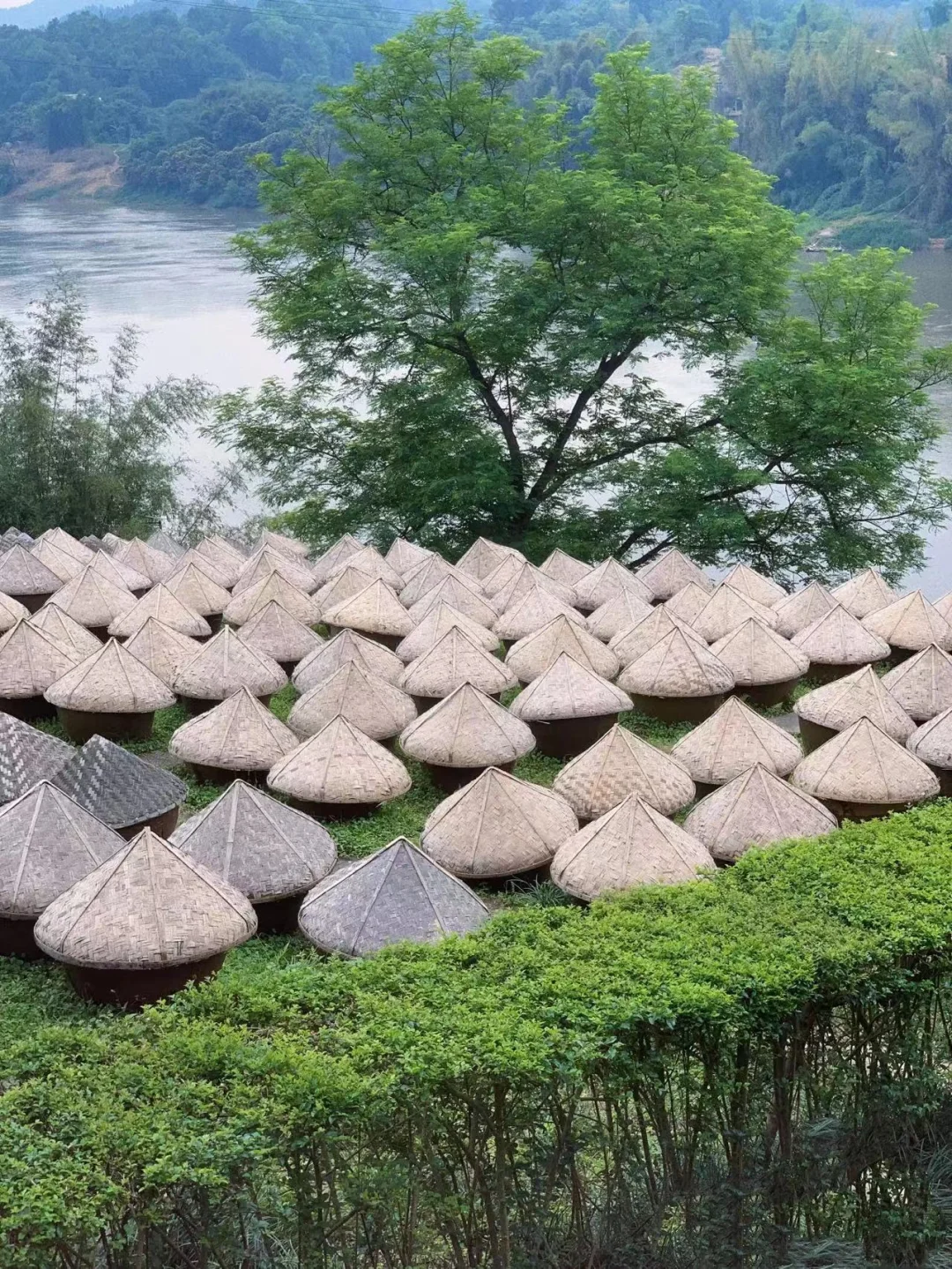 "树蛙部落·泸州长江畔"正式内测 欢迎试住