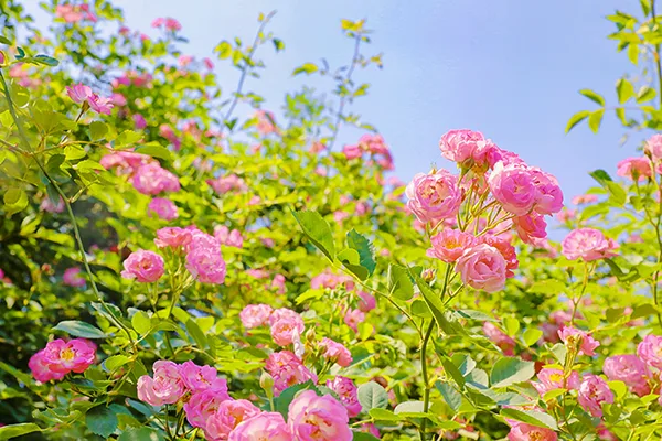 自贡满城花开 快来一起赴贡井这场蔷薇花的约会
