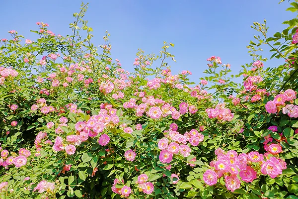自贡满城花开 快来一起赴贡井这场蔷薇花的约会