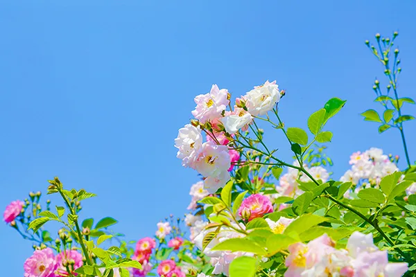 自贡满城花开 快来一起赴贡井这场蔷薇花的约会