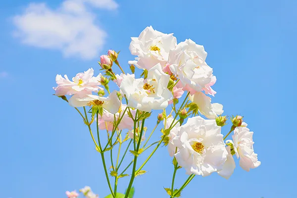 (张)四川自贡:满城花开 快来一起 赴贡井这场蔷薇花的约会_fororder_7蔷薇花开
