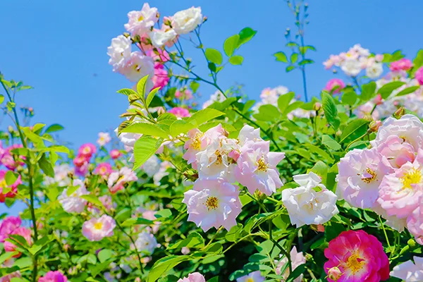 自贡满城花开 快来一起赴贡井这场蔷薇花的约会