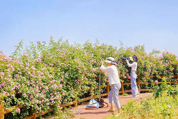 (张)四川自贡:满城花开 快来一起 赴贡井这场蔷薇花的约会_fororder_8蔷薇花吸引游客拍摄