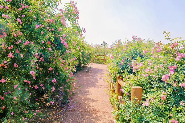 (张)四川自贡:满城花开 快来一起 赴贡井这场蔷薇花的约会_fororder_5蔷薇花开