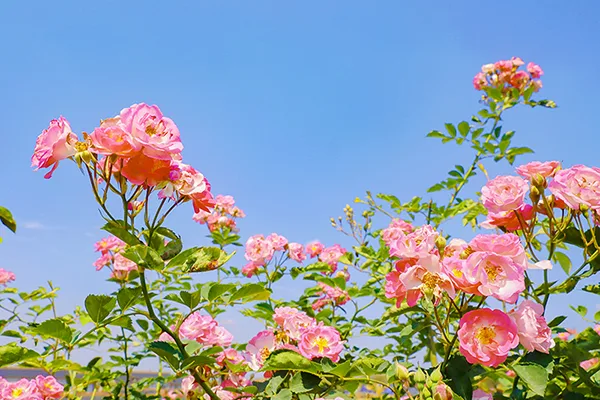 (张)四川自贡:满城花开 快来一起 赴贡井这场蔷薇花的约会_fororder_6蔷薇花开