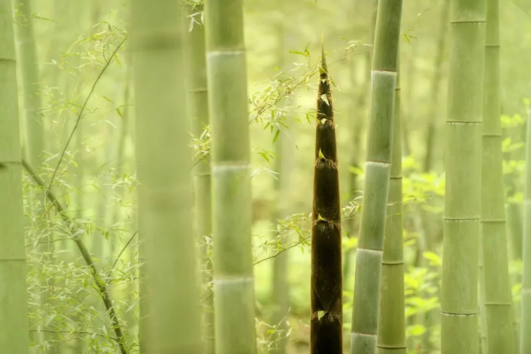 蜀南竹海国家级旅游度假区正式授牌!