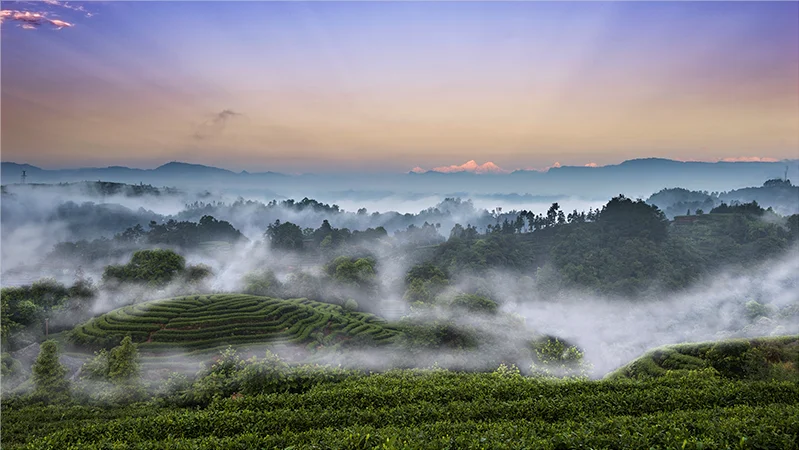 雅安名山,一座被低估的千年文化茶乡