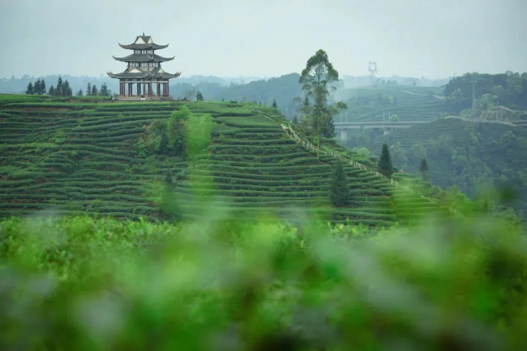 雅安名山,一座被低估的千年文化茶乡
