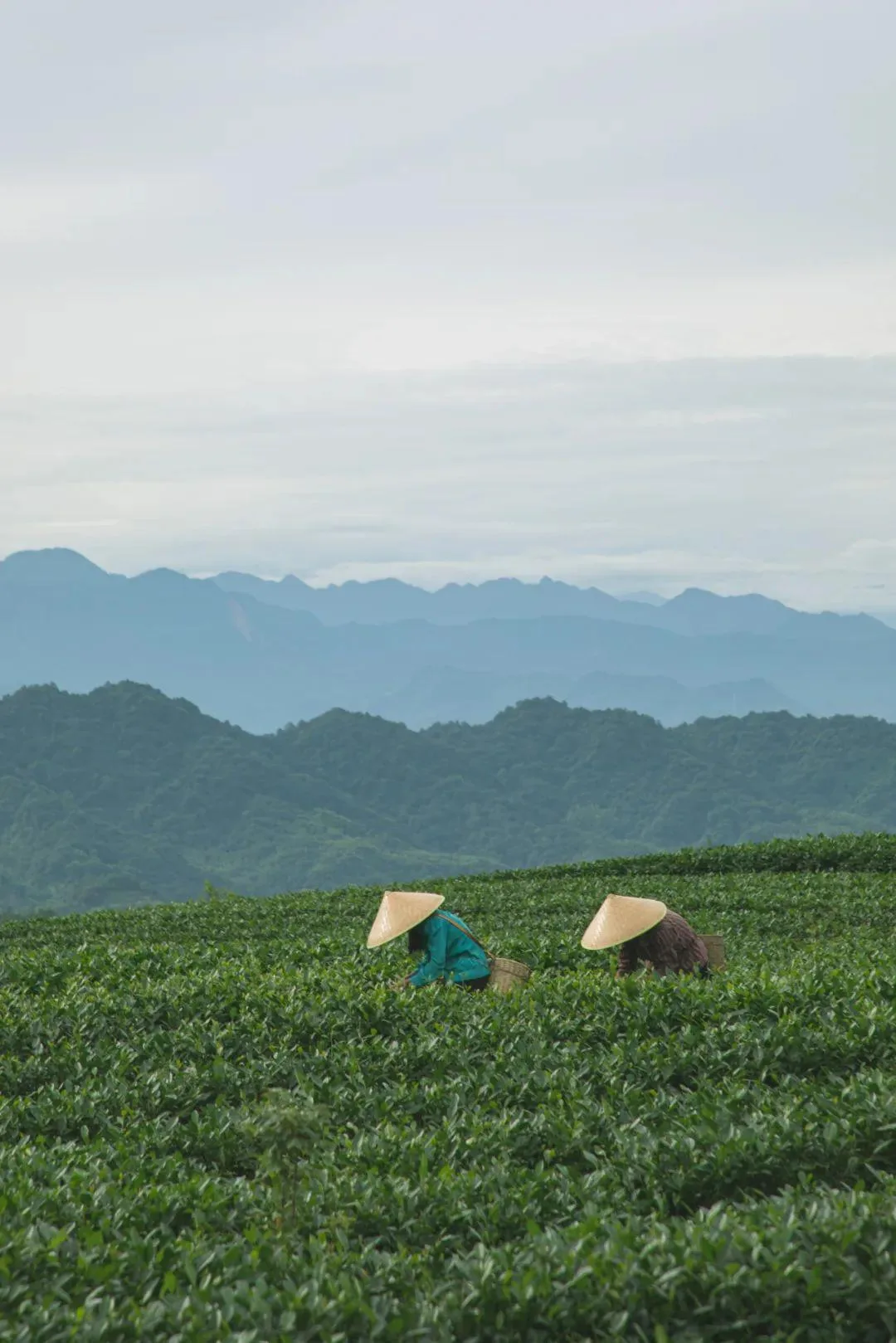 雅安名山,一座被低估的千年文化茶乡