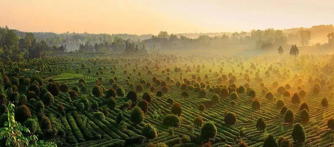 雅安名山,一座被低估的千年文化茶乡