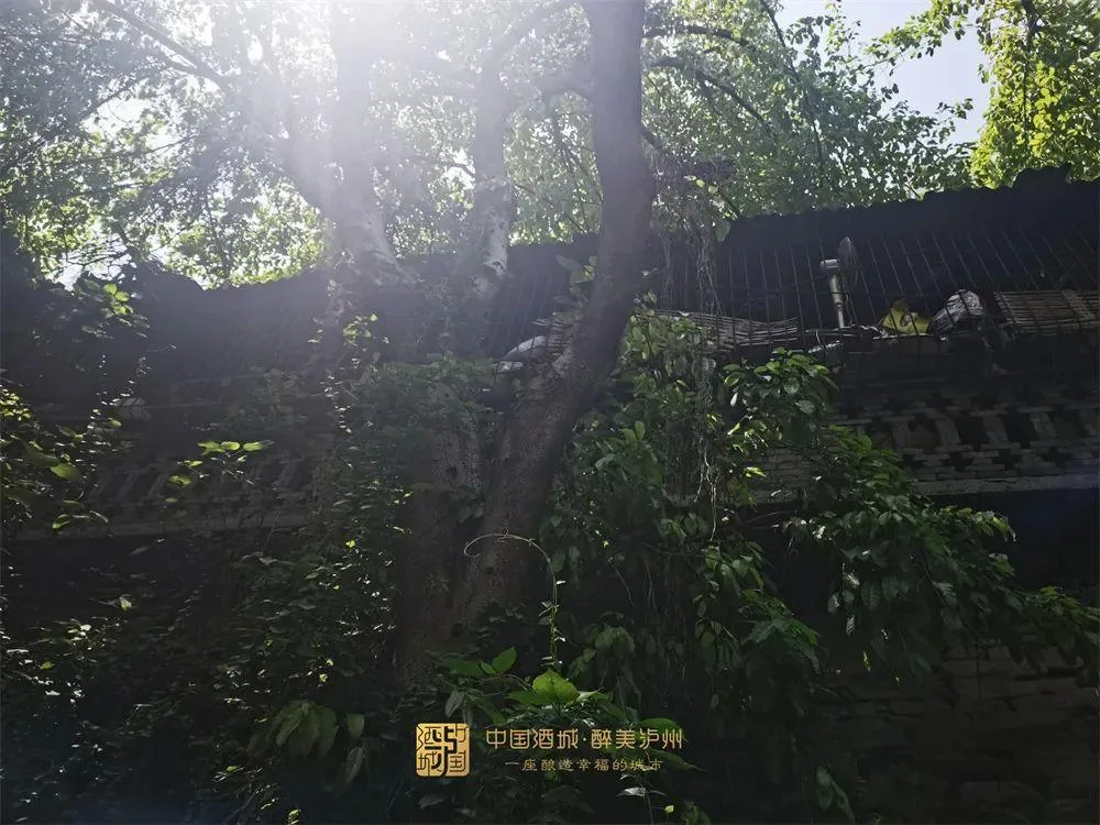 杨升庵的诗酒江山 | “一壶浊酒”藏着多少泸州温度?