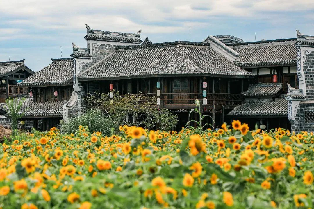 宜宾李庄古镇藏有向日葵花海,错过等明年