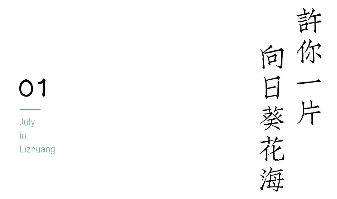 宜宾李庄古镇藏有向日葵花海，错过等明年