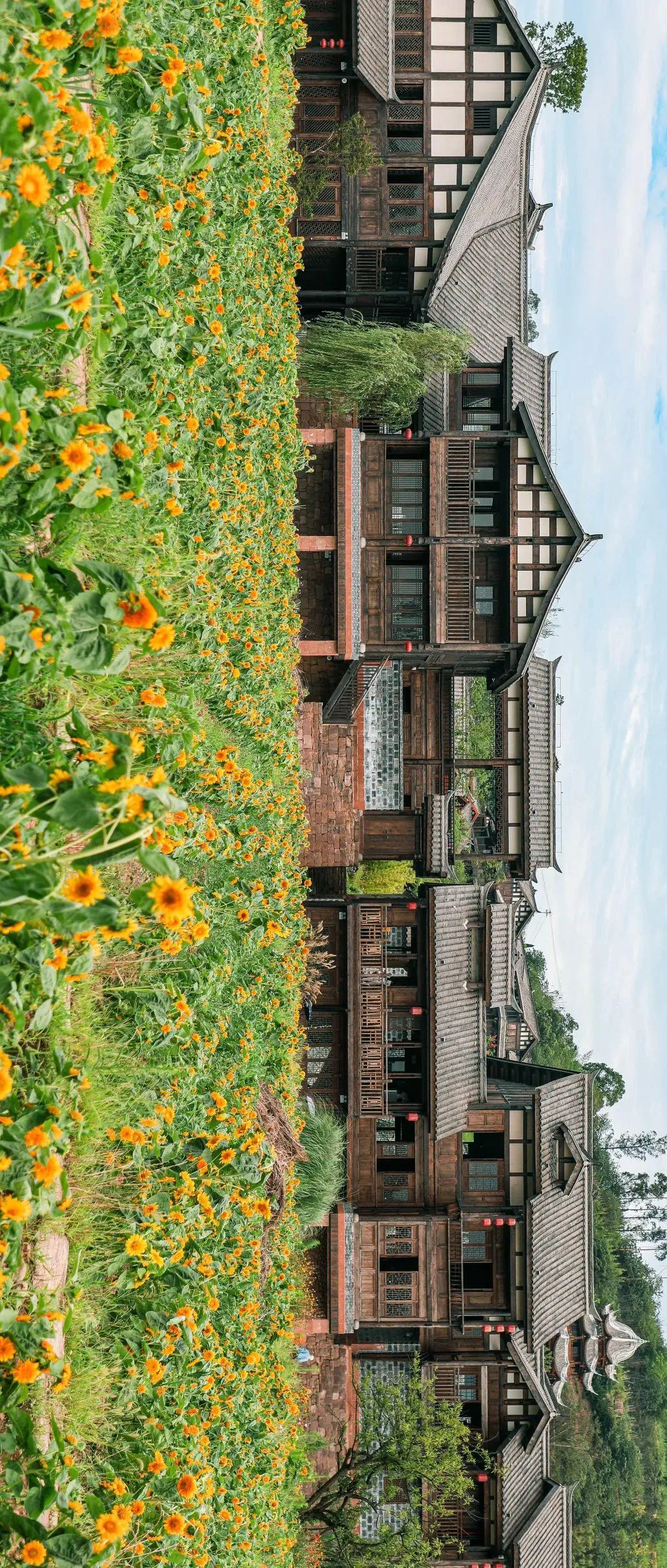 宜宾李庄古镇藏有向日葵花海,错过等明年
