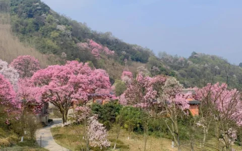 药王谷