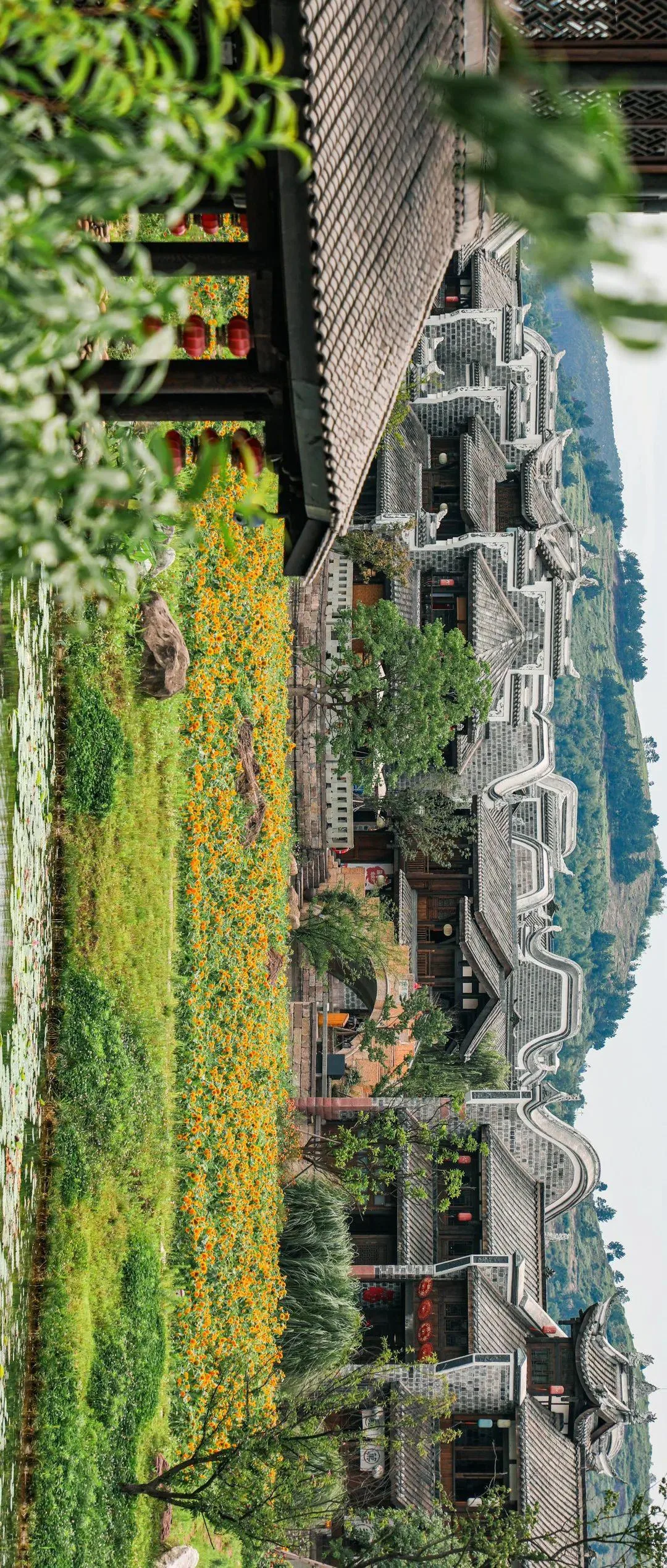 宜宾李庄古镇藏有向日葵花海，错过等明年