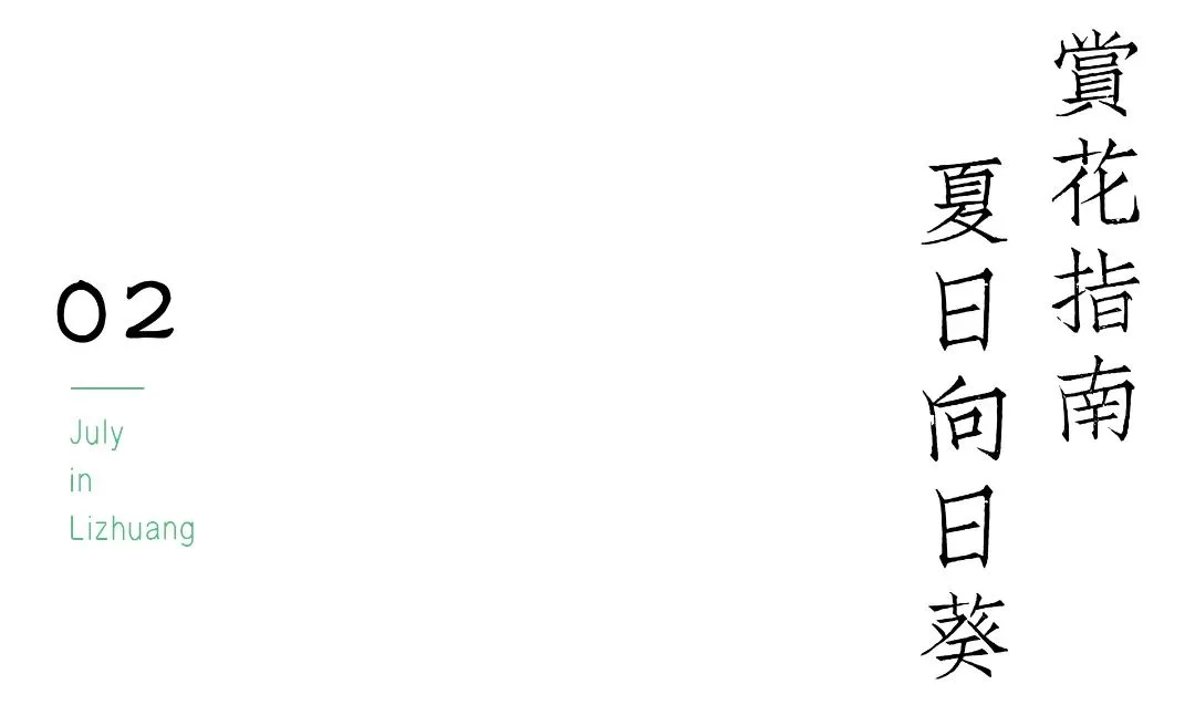宜宾李庄古镇藏有向日葵花海,错过等明年