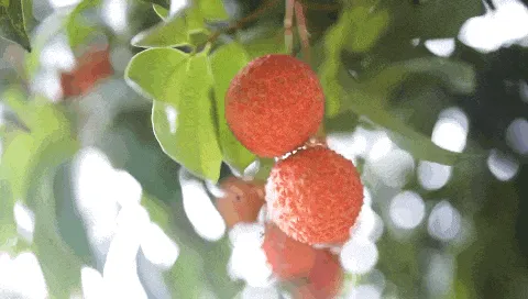 畅玩非遗“荔”的尧坝