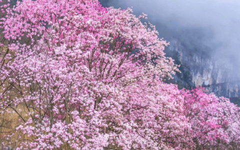 九皇山