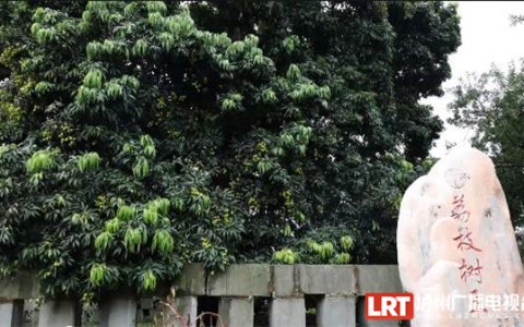 树龄超1000年 泸州合江这棵“荔枝王”年年挂果