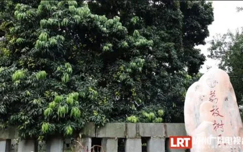 树龄超1000年 泸州合江这棵“荔枝王”年年挂果