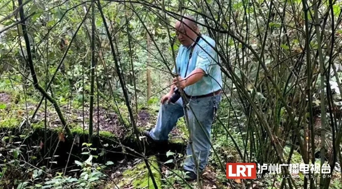 古蔺县发现三处疑似“古焙茶窑”遗迹!