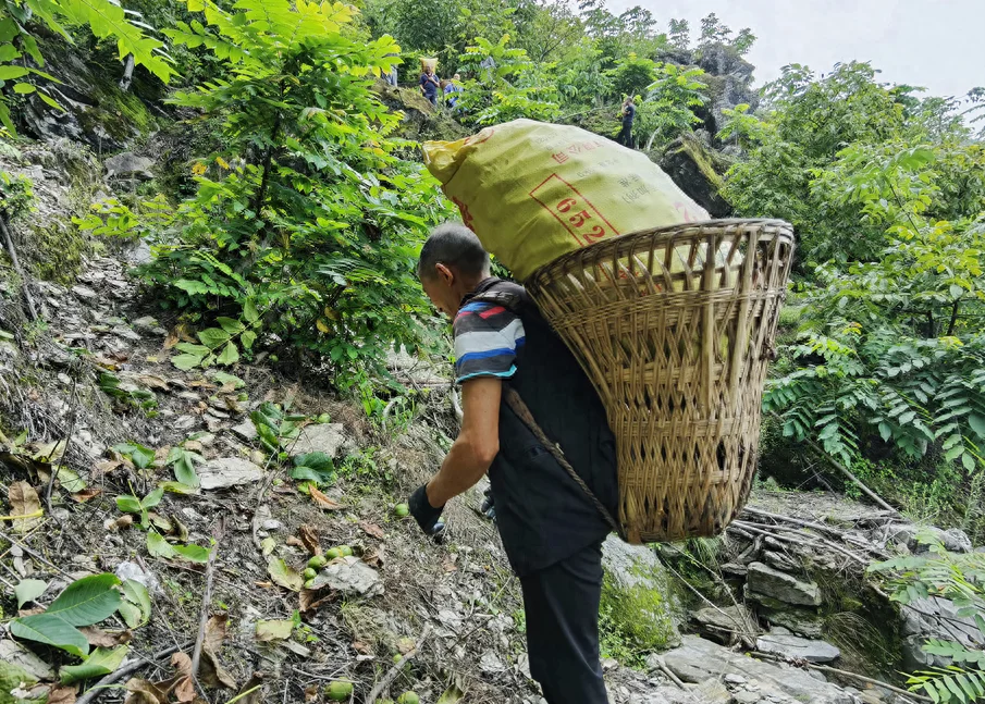 绵阳平武最好吃的“山货”当然是它!赶紧尝鲜巴适得板~